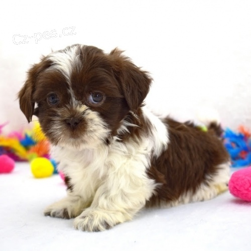 And�lsk� �t���tka Shih Tzu jsou p�ipravena j�t.