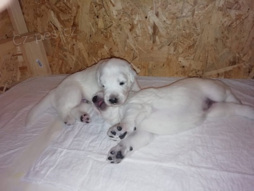 Slovensk� �uva� - �t���tko s PP (pejsek)