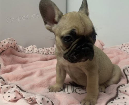 N�dhern� francouzsk� buldo�ek
