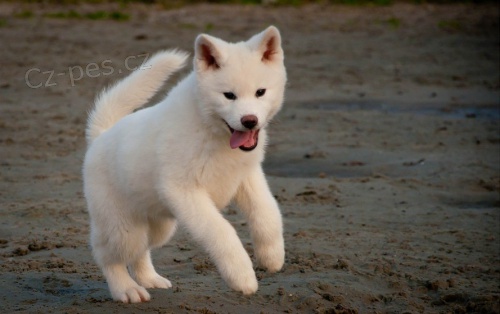 B�l� �t��ata Akita Inu na V�noce
