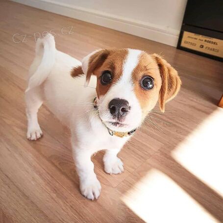 �t��ata Jack Russell teri�ra