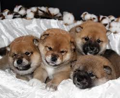 KC registrovan� japonsk� �t��ata shiba inu