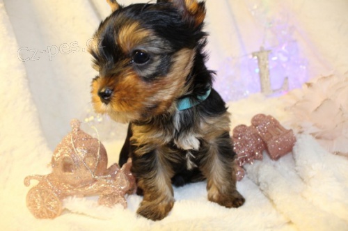  Jork��rsk� teri�r �t��ata