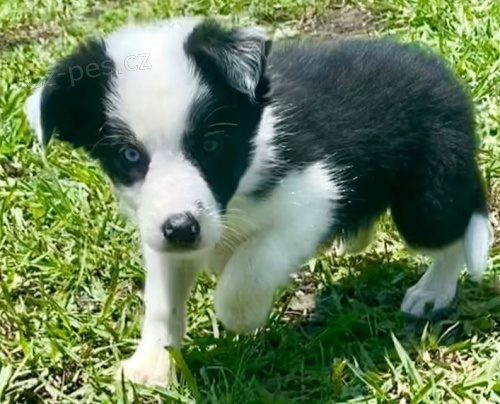 Border Kolie �t��ata