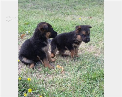 �t��ata n�meck�ho ov��ka