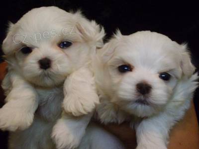 malt�zsk� �t��ata