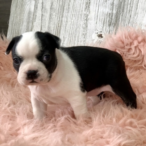 �t��ata bostonsk�ch teri�r� jsou k dispozici