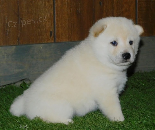 Kr�sn� a zdrav� �t��ata Shiba Inu