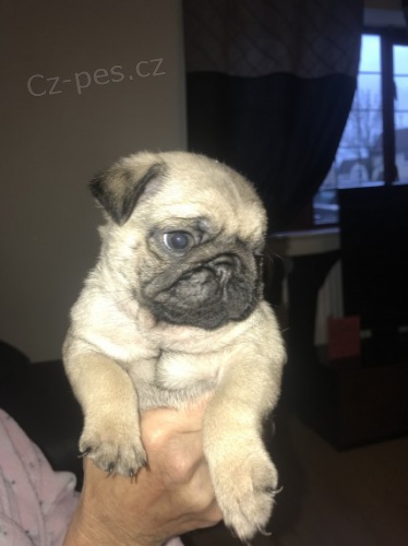 B�ov� �t��ata mops� na prodej.