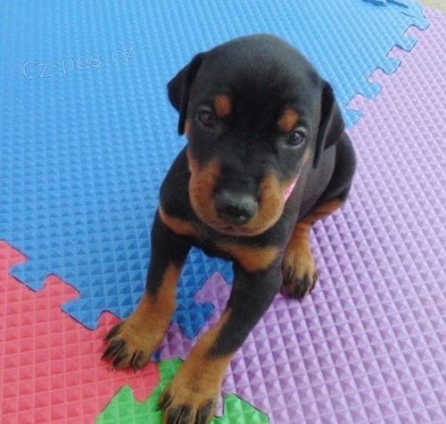 �t��ata dobermana