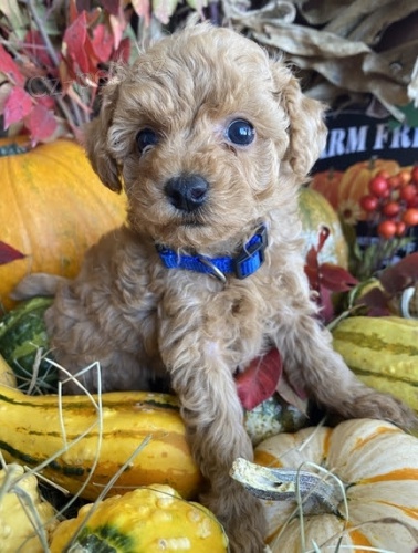 Mini �t���tka pudl-pudl