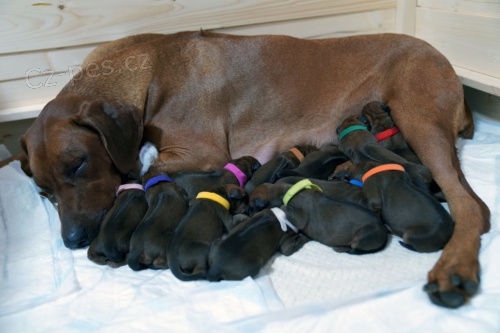 Rhod�sk� Ridgeback