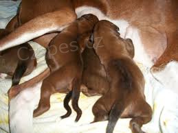 azawakh �t��ata