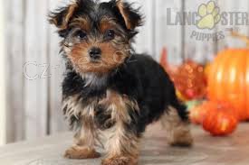 yorkie �t��ata