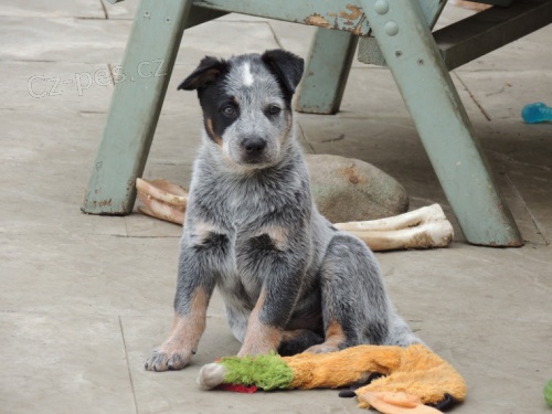 Australsk� hon�ck� pes