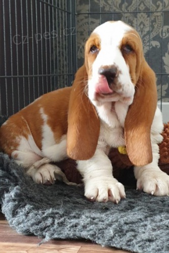 Basset Hound �t��ata//
