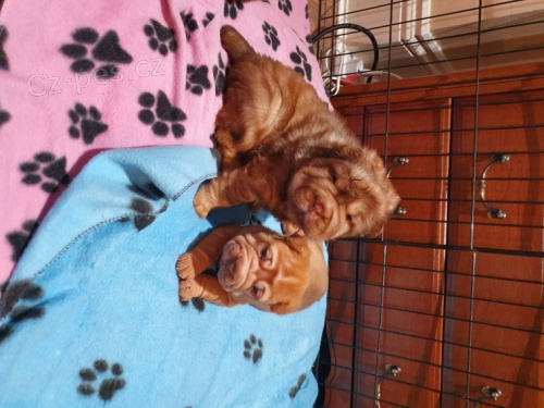 Shar-Pei �t��ata