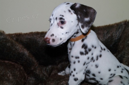 Dalmatin �t��ata k adopci