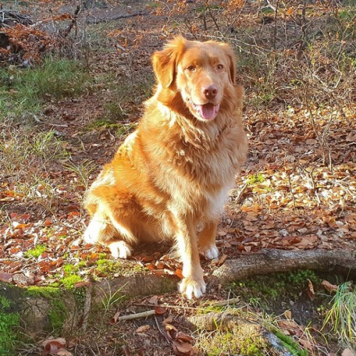 NAB�DKA KRYT� - Nova Scotia Duck Tolling Retr�vr