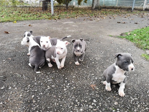 �t��ata americk�ho staford��rsk�ho teri�ra