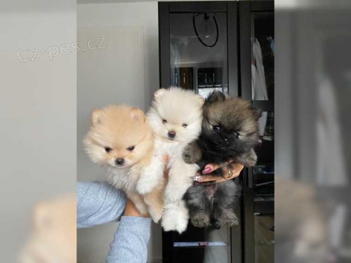 Pomeranian medv�dek �t�n�