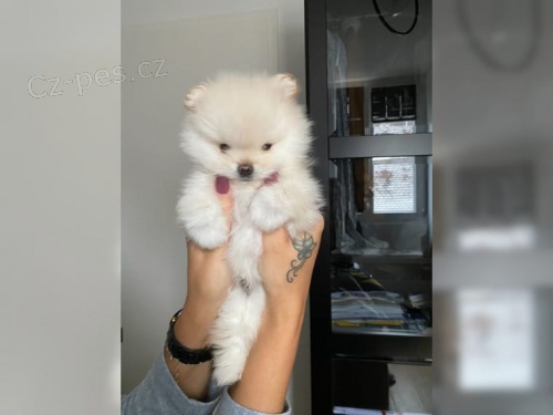 Pomeranian medv�dek �t�n�