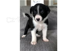 border kolie �t��ata