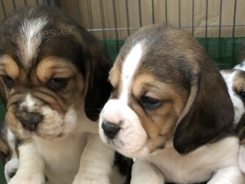 Tricolor Beagle Puppies s rodokmenem 5. generace a registrac� KC.