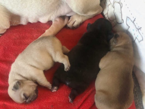 francouzsk� buldok �t��ata