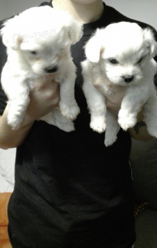 o�kov�na sn�hov� b�l� samci a samice malt�zsk�ch �t��at