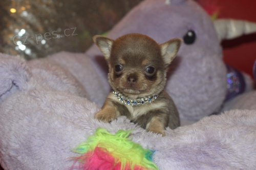 velmi! velmi! velmi! velmi mal� �t���tka mini �ivavy na prodej