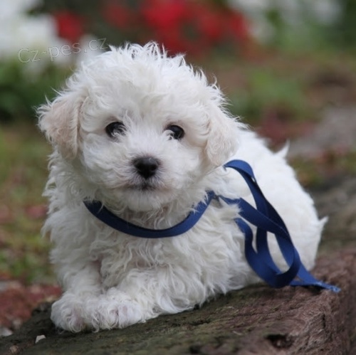 O�kovan� Bichonov� �t��ata �t��ata k adopci