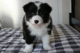 border kolie �t��ata