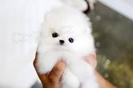 Pomeranian �T��ATA