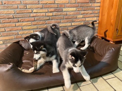 SIBI�SK� HUSKY �T��ATA s PP