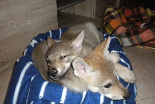 �eskoslovensk� Vl��k