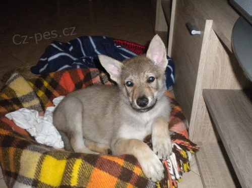 �eskoslovensk� Vl��k