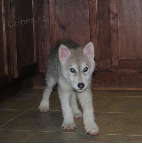 �eskoslovensk� Vl��k