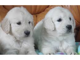 kr�sn� �t���tka zlat�ho retr�vra