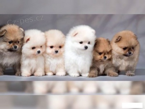 N�dhern� �pi�at� / FCI