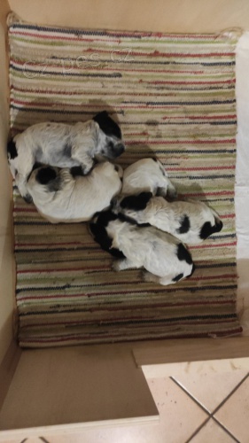 Anglick� kokr�pan�l