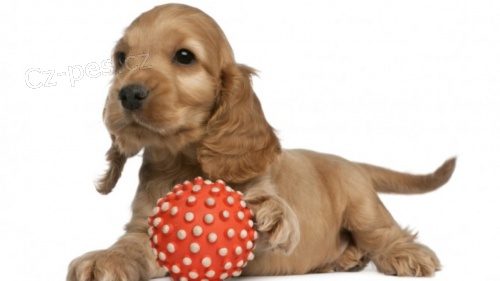 Koup�m �t���tko Kokr�pan�la 