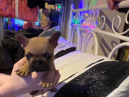 Francouzsk� buldo�ek �t��ata