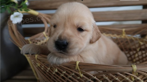 Zlat� retr�vr �t��ata