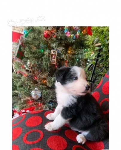 border kolie �t��ata