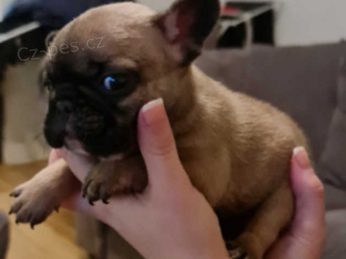 francouzsk� buldok �t��ata k dispozici