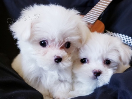 B�l� maltsk� �t��ata na prodej