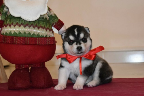 sibi�sk� husky �t��ata