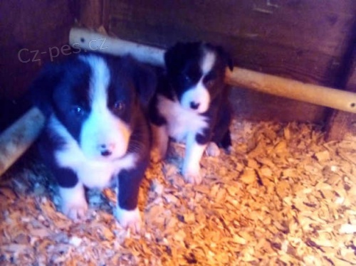 border kolie �t��ata