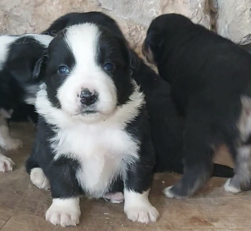 border kolie �t��ata